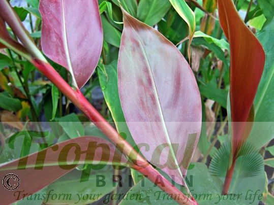 Hedychium greenii