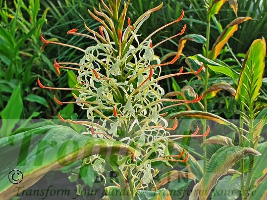 Hedychium griffithianum