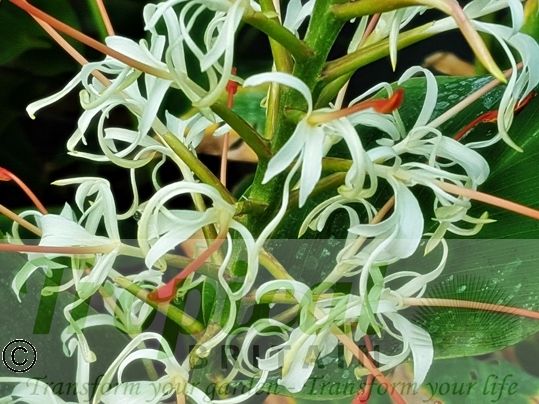 Hedychium griffithianum