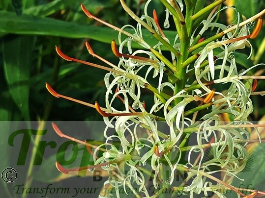 Hedychium griffithianum