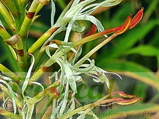 Hedychium griffithianum
