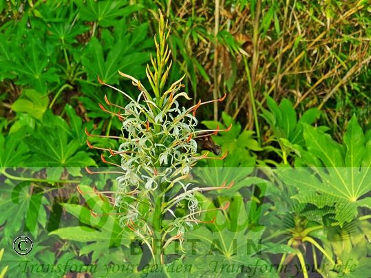 Hedychium griffithianum