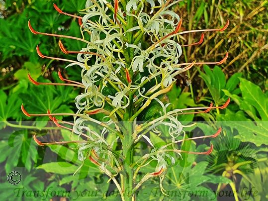 Hedychium griffithianum