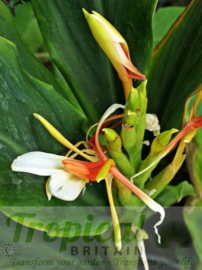 Hedychium 'Pradhan'