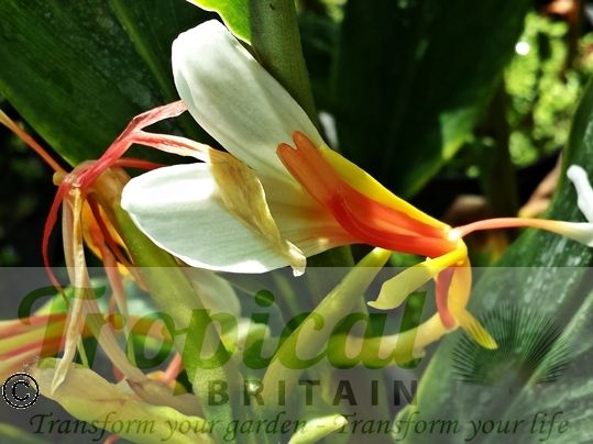 Hedychium 'Pradhan'