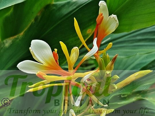 Hedychium 'Pradhan'