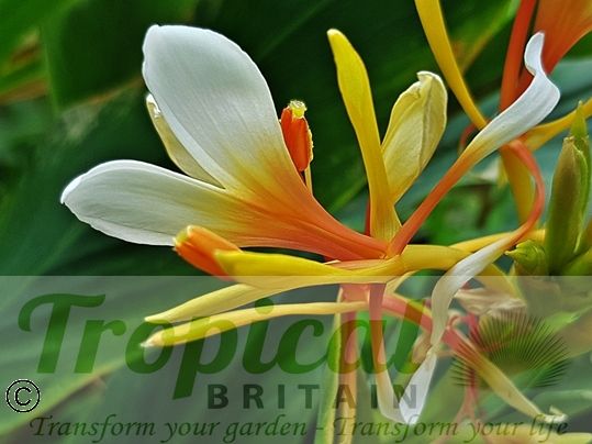 Hedychium 'Pradhan'