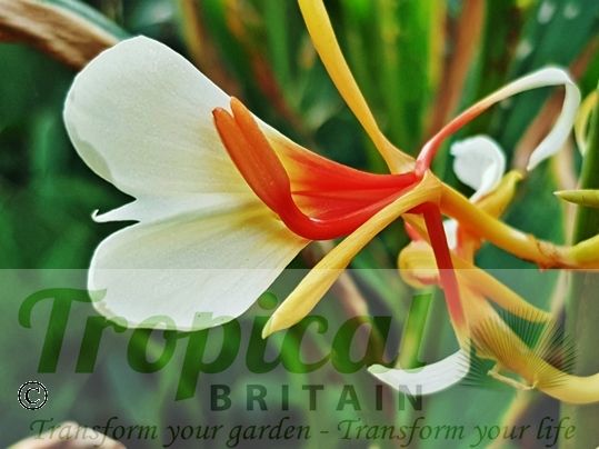 Hedychium 'Pradhan'