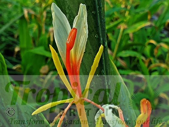 Hedychium 'Pradhan'