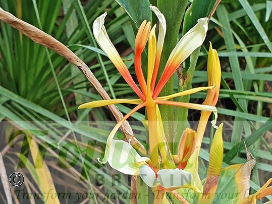 Hedychium 'Pradhan'
