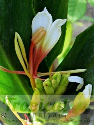 Hedychium 'Pradhan'