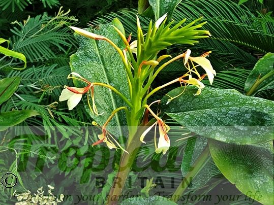 Hedychium spicatum