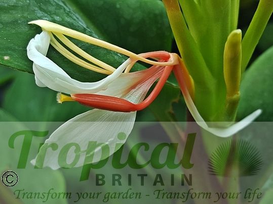 Hedychium spicatum
