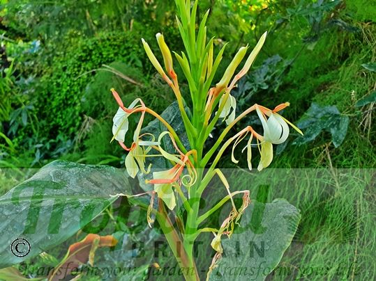 Hedychium spicatum