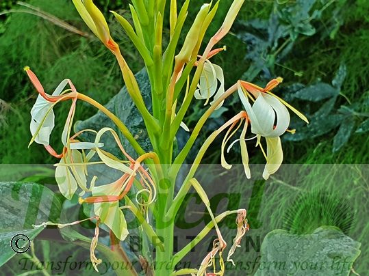 Hedychium spicatum
