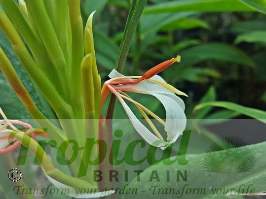 Hedychium spicatum