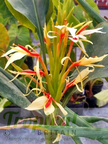 Hedychium spicatum