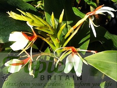 Hedychium spicatum