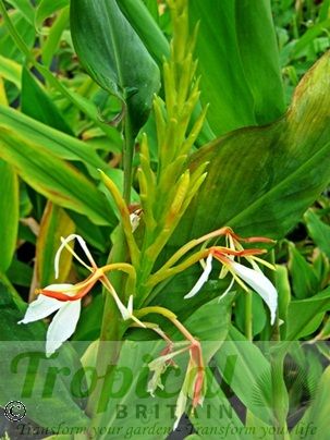 Hedychium spicatum