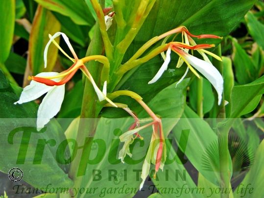 Hedychium spicatum