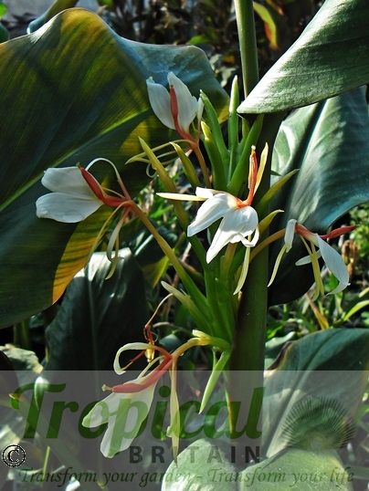 Hedychium spicatum