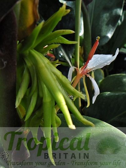 Hedychium spicatum