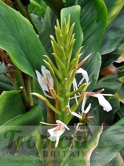 Hedychium spicatum
