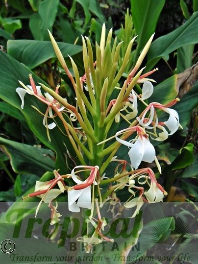 Hedychium spicatum