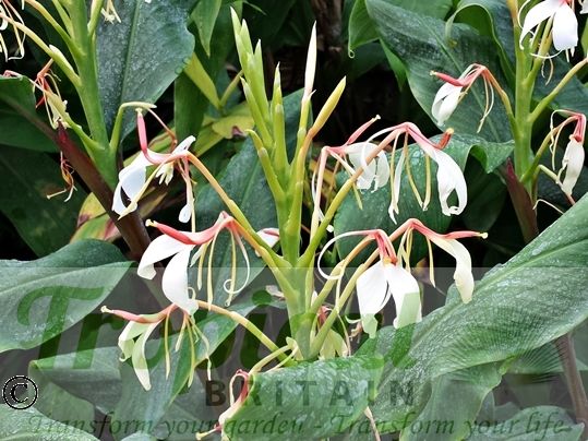 Hedychium spicatum