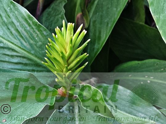 Hedychium thyrsiforme - developing inflorescence showing pincushion form