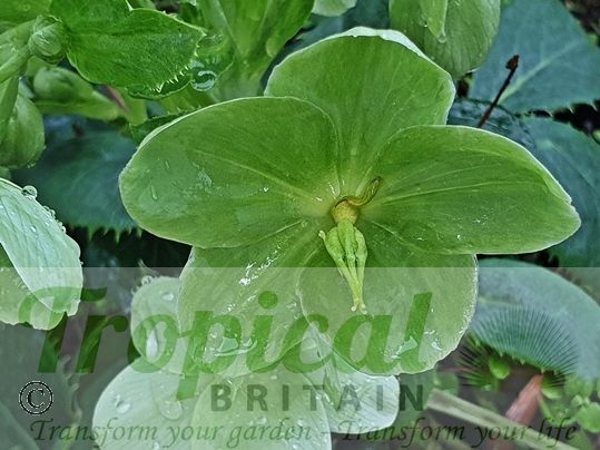 Helleborus argutifolius