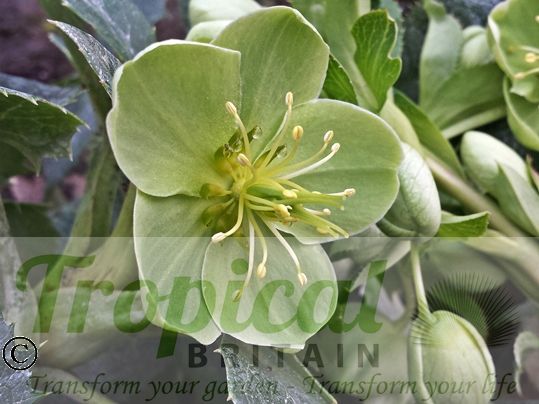 Helleborus argutifolius