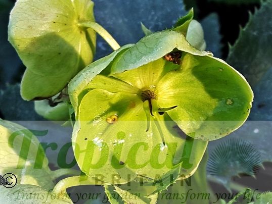 Helleborus argutifolius