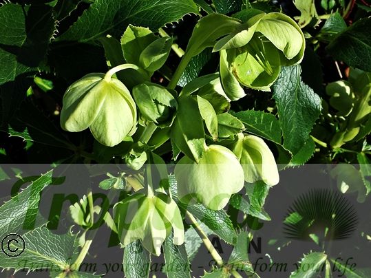 Helleborus argutifolius