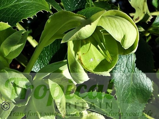 Helleborus argutifolius