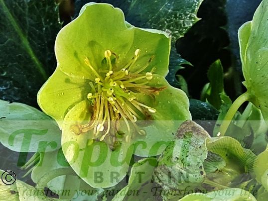 Helleborus argutifolius