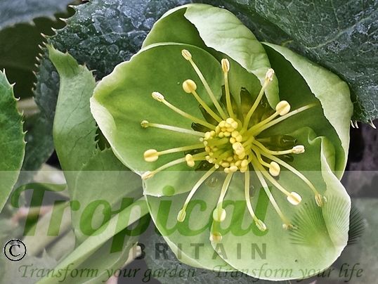 Helleborus argutifolius