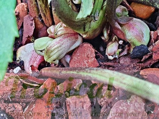 Helleborus niger - flower buds start appearing by late November 