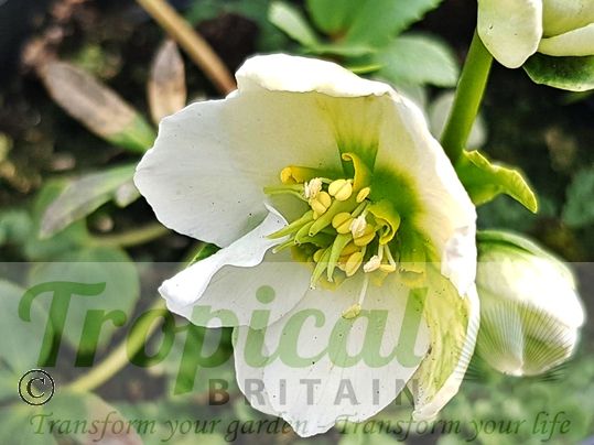 Helleborus niger