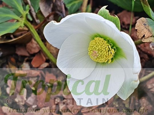 Helleborus niger