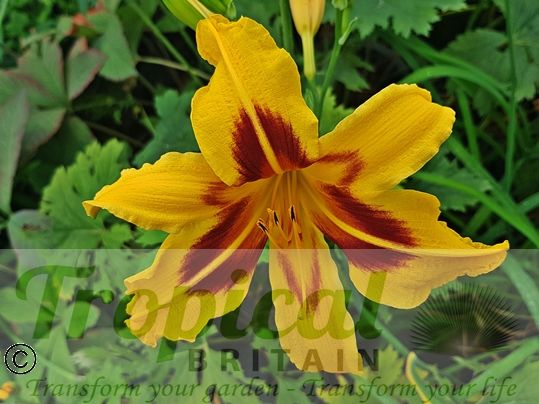 Hemerocallis 'Bonanza'