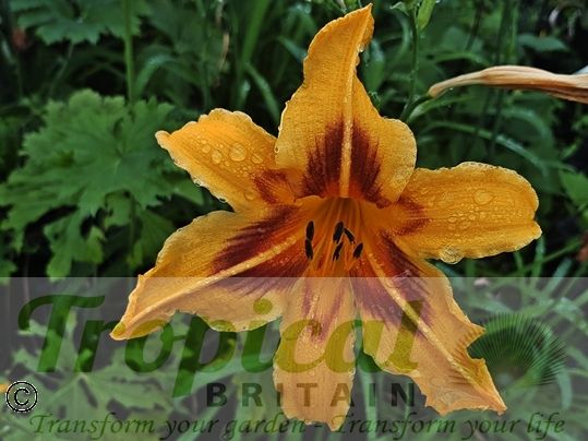 Hemerocallis 'Bonanza'