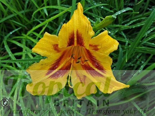 Hemerocallis 'Bonanza'
