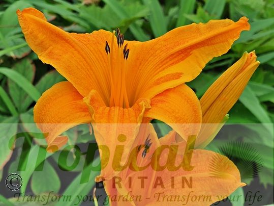 Hemerocalllis 'Burning Daylight'