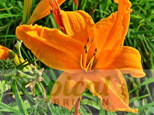 Hemerocalllis 'Burning Daylight'