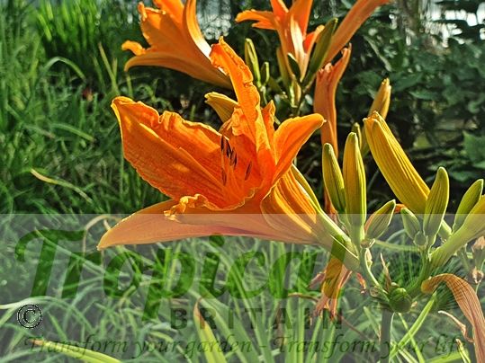 Hemerocalllis 'Burning Daylight'