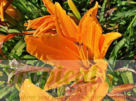 Hemerocalllis 'Burning Daylight'
