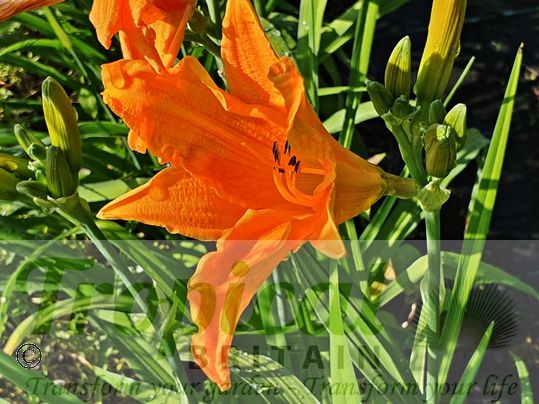 Hemerocalllis 'Burning Daylight'
