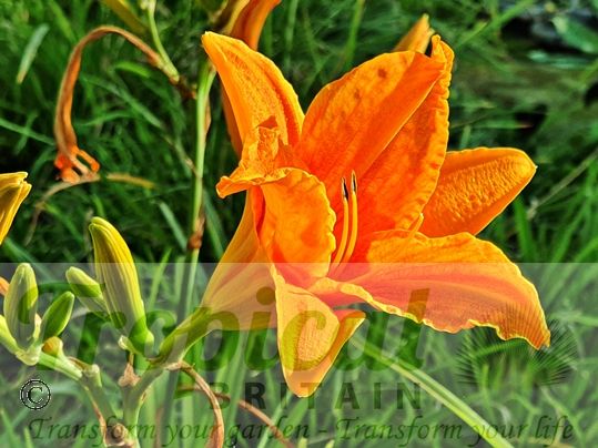 Hemerocalllis 'Burning Daylight'