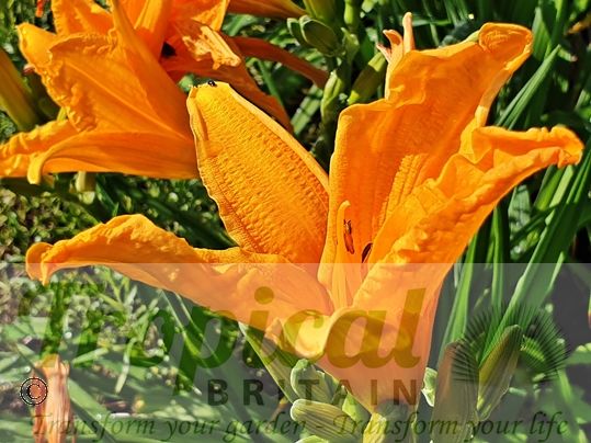 Hemerocalllis 'Burning Daylight'
